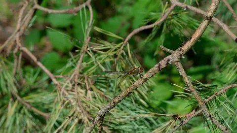 Bronze dragonfly Stock Footage 312628967
