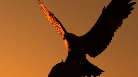 Bronze Eagle Sunset 動画素材 35345604