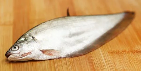 Bronze featherback Stock Photos