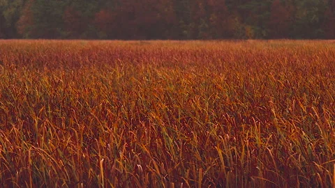 Bronze Field in Vermont Stock Footage 169536890
