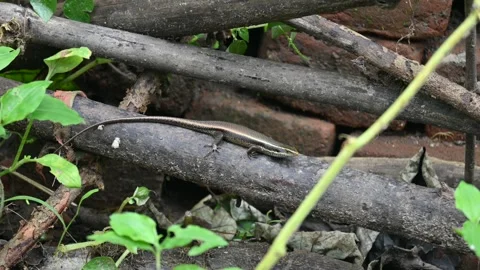 Bronze grass skink. Stock Footage 316412346