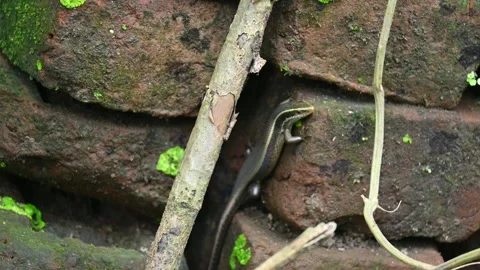 Bronze grass skink. 스톡 동영상 316412593