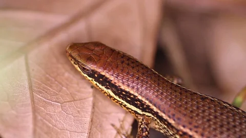 Bronze Grass Sun Skink, Eutropis (mabuya) macularia close-up Stock Footage 71612572