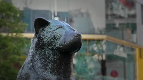 Bronze Hachiko Dog Statue Close Up in Shibuya Tokyo Japan Stock Footage 335606512