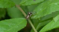 Bronze Jumper (Eris militaris) - Male 1 HD Footage