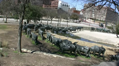 Bronze Longhorns Video stock 1218527