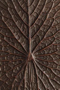 Bronze lotus texture Stock Photos