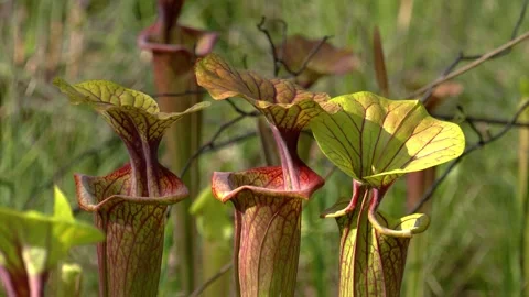 Bronze Pitcher plants, close up of lids and hoods, Florida, USA Stock Footage 281858685