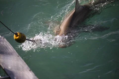 Bronze shark approaching the cage of the shark watching boat in Gansbaai. Stock Photos