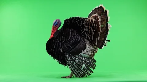 Bronze turkey opens its feathers and makes a sound..isolated green screen 1.5 Stock-Footage 126984974