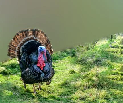 Bronze turkey Foto stock