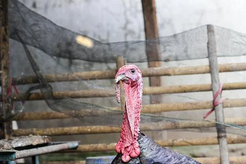 Bronze turkey Stock Photos
