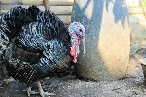Bronze turkey Stock Photos