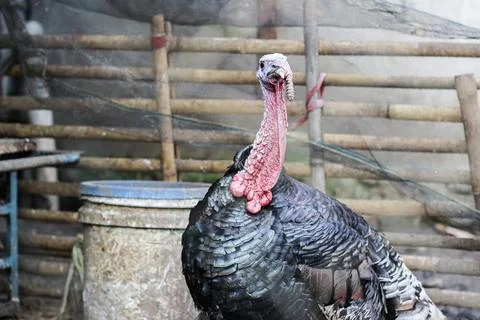 Bronze turkey Stock Photos