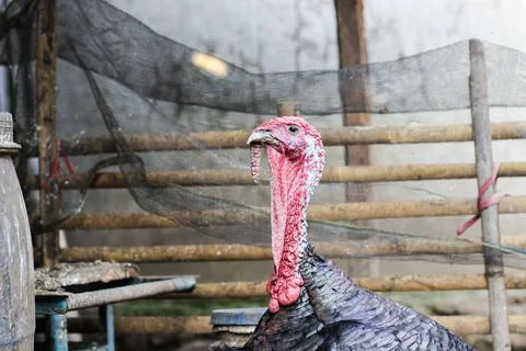 Bronze turkey Stock Photos