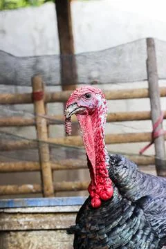 Bronze turkey Stock Photos