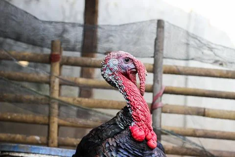 Bronze turkey Stock Photos