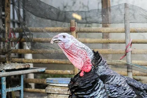 Bronze turkey Stock Photos