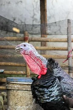 Bronze turkey Stock Photos