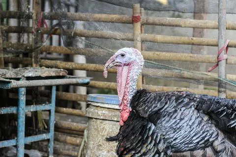 Bronze turkey Stock Photos