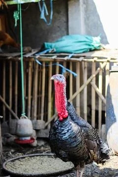 Bronze turkey Stock Photos