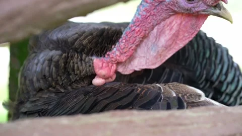 Bronze Turkey Preening Close Up 4K Vídeo Stock 335739310
