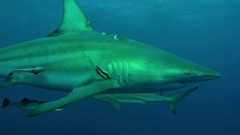 Bronze whaler shark Stock Footage