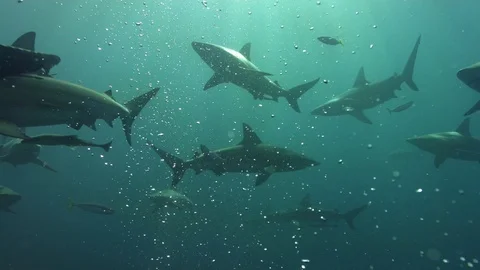 Bronze whaler Sharks underwater Stock Footage 106059853