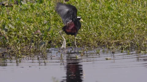 Bronze-winged Jacana Bird Taking roaming on Wetland Vegetation, Wild Lily T.. Stock-Footage 341112239