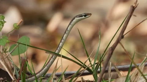 Bronzeback tree snake eyes . Stock Footage 267033928