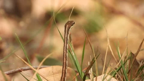 Bronzeback tree snake in ground finding food . Stock Footage 267033938