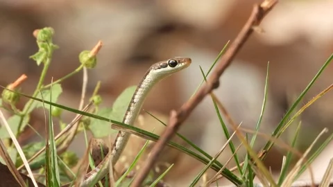 Bronzeback tree snake in ground . Stock Footage 266997498