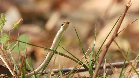 Bronzeback tree snake looking on camera . Stock Footage 267032729