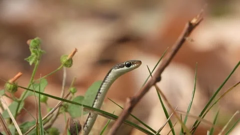 Bronzeback tree snake looking for hunt . Stock Footage 267033050