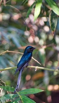 Bronzed drongo. Dicrurus aeneus. It is a small Indomalayan bird belonging to  Stock Photos