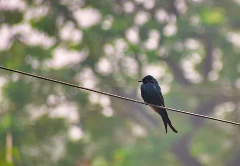 Bronzed drongo. Dicrurus aeneus. It is a small Indomalayan bird belonging to  Foto stock