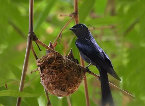 Bronzed drongo nest Stock Photos