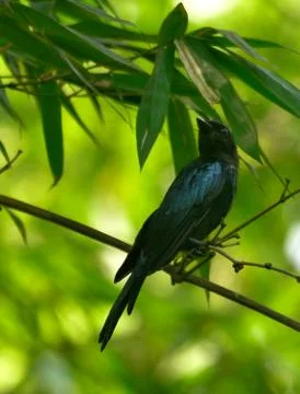 Bronzed drongo Stock Photos