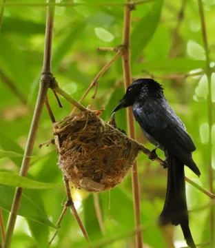 Bronzed drongo Stock Photos