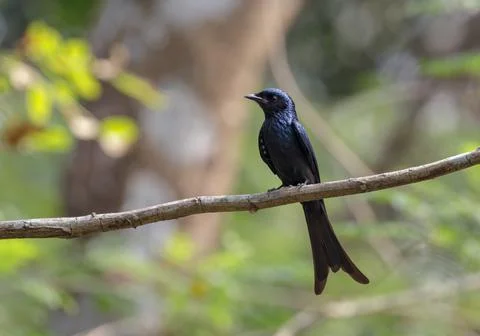 Bronzed drongo Stock Photos