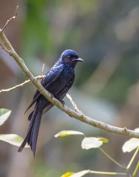 Bronzed drongo Stock Photos