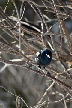 A bronzed grackle in spring Stock Photos