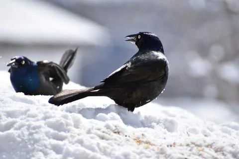Bronzed grackles in spring Stock Photos