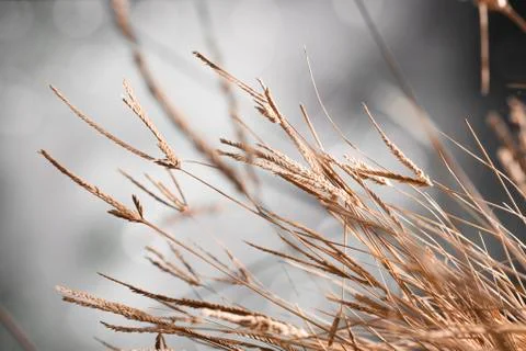 Bronzed grass Stock Photos