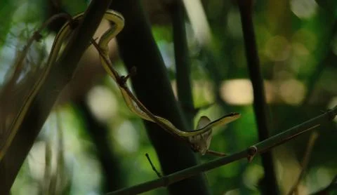 Bronzed tree snake on tree Stock Photos