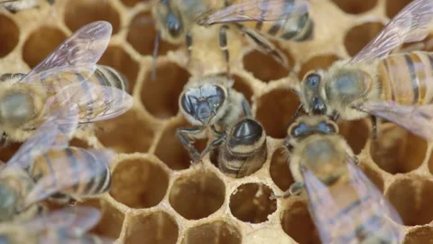 Brood care in bees in their nest Stock Footage 267092980