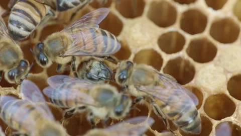 Brood care in bees in their nest Stock Footage 267092986