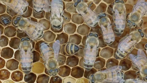 Brood care in bees in their nest (slide) Stock Footage 267093010