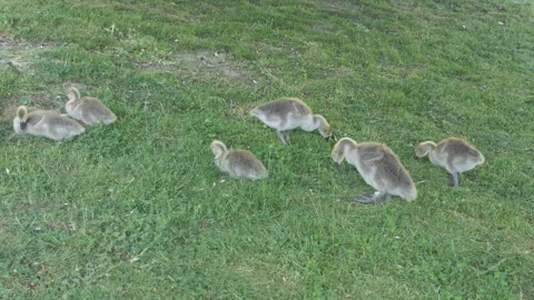 A brood of chicks grazing. Stock Footage 110629681