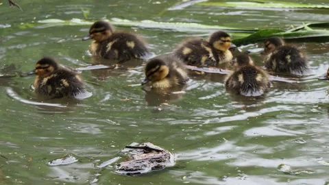 Brood of Ducklings on a pond Vidéo 162472039